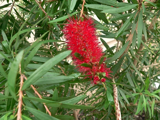 {Melaleuca citrina}